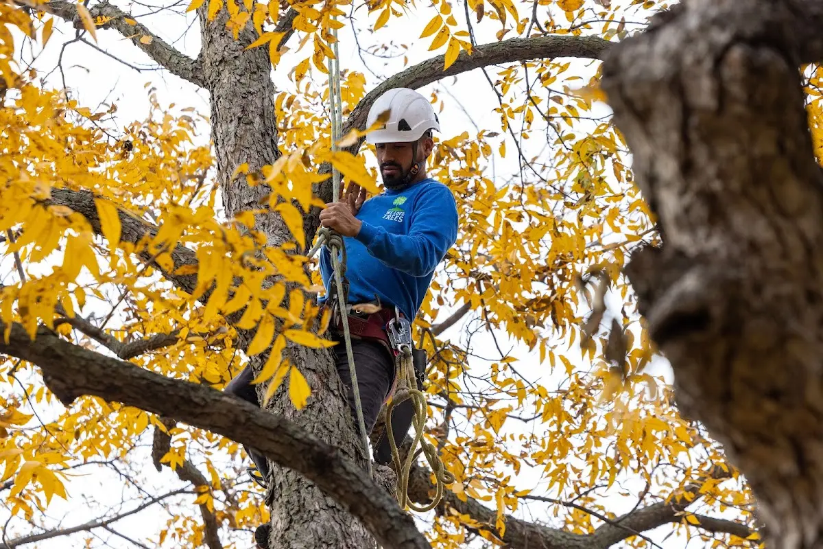 Skilled Tree Pruning crew working in Pocasset